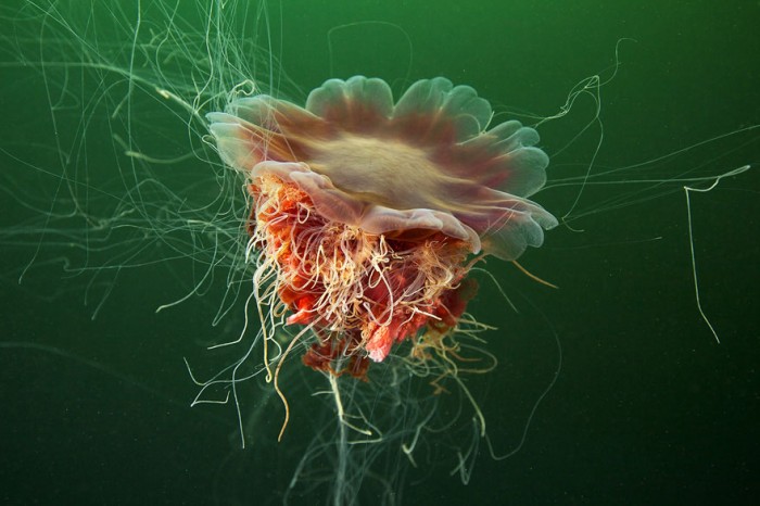 Showcasing-Outstanding-Jellyfish-Photography-by-Alexander-Semenov_09-@-GenCept
