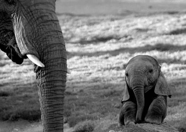 маленький слоник 