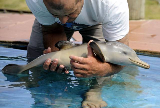 маленький дельфин или дельфиненок  